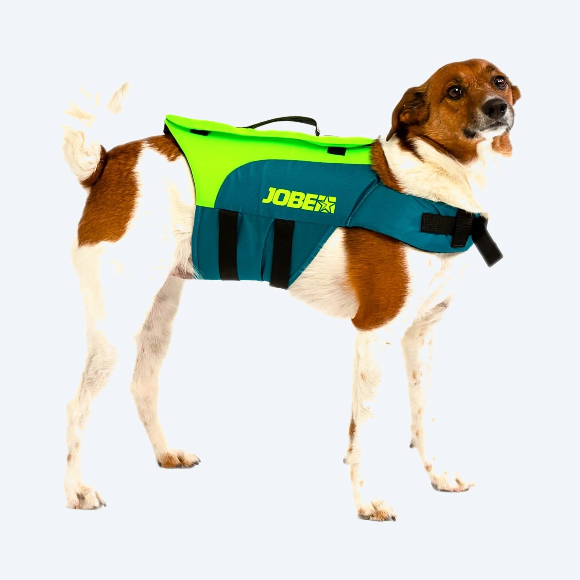 Jobe 2025 Pet Life Jacket - Lime Teal